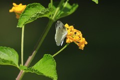 《蝶恋花3》