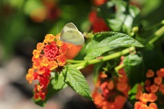 《蝶恋花3》