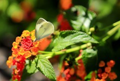 《蝶恋花3》