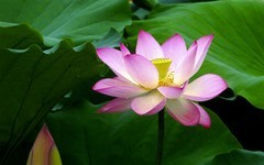 [26196] 长洲岛的荷花（完）