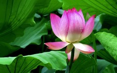 [26196] 长洲岛的荷花（完）