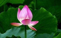 [26196] 长洲岛的荷花（完）