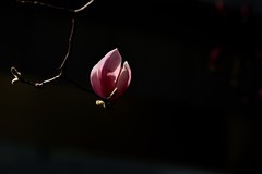 2026花卉植物赏析———玉兰花【4】