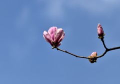 2026花卉植物赏析———玉兰花【4】