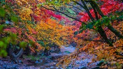 本 溪 关 门 山 秋 色 （ 四 ）