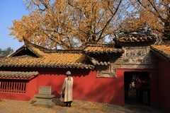 四川广汉仁聖宫银杏