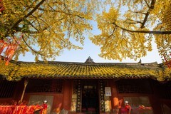 四川广汉仁聖宫银杏