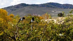 金秋乌兰布统——盘龙峡谷（6）