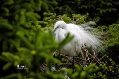 鹜岛里的白鹭（61）