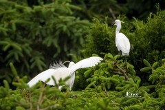 鹜岛里的白鹭（61）