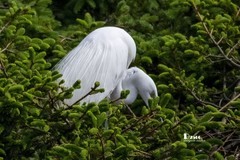 鹜岛里的白鹭（61）