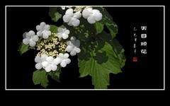 银盘般的天目琼花