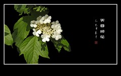 银盘般的天目琼花