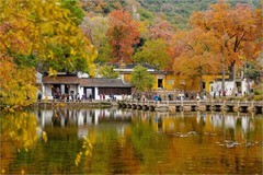 2025年第0912贴-苏州天平山红枫季旅拍（1231）