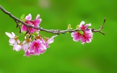 [26105] 海珠湿地的樱花