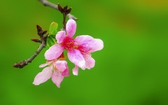 [26105] 海珠湿地的樱花