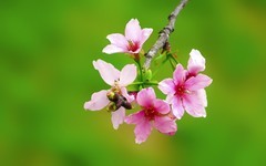 [26105] 海珠湿地的樱花