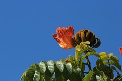 拍摄花卉一（981）