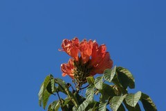 拍摄花卉一（981）