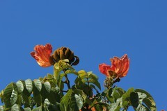 拍摄花卉一（981）