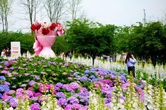 清明时节 鲜花奠祭