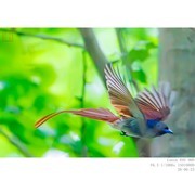 林中仙子——绶带鸟