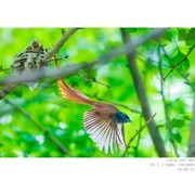 林中仙子——绶带鸟