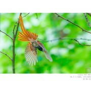 林中仙子——绶带鸟