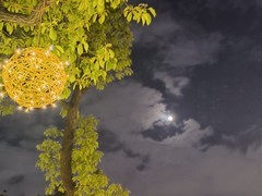 漫步星城 （1064）花月夜