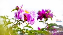 芍药花开（12）