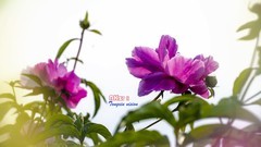 芍药花开（12）