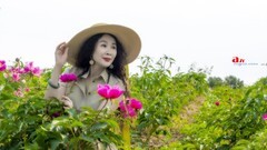 芍药花开（12）