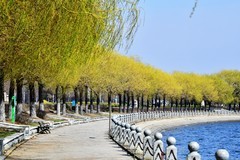 初春的明湖岸畔春色美