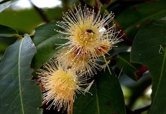 1473【不老松：二游海南纪实】临高长島兰湾：“好看不好吃的莲雾！4