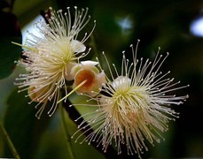 1473【不老松：二游海南纪实】临高长島兰湾：“好看不好吃的莲雾！4