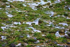 1472【不老松：二游海南纪实】临高长島兰湾海边的鳥![300的长焦在解放公园圍墙内向海
