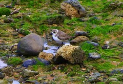 1472【不老松：二游海南纪实】临高长島兰湾海边的鳥![300的长焦在解放公园圍墙内向海