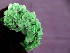 1474【不老松：二游海南纪实】美兰机场的绣球花!