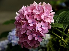 1474【不老松：二游海南纪实】美兰机场的绣球花!