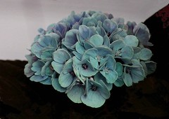 1474【不老松：二游海南纪实】美兰机场的绣球花!