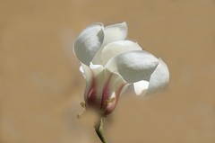 2026玉兰花（4）