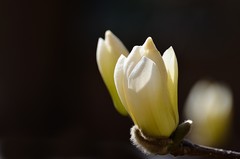 2026玉兰花（4）