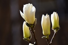 2026玉兰花（4）