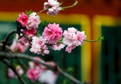 一窗桃花红，半部红楼史--摄于荣国府曹雪芹书房前