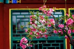 一窗桃花红，半部红楼史--摄于荣国府曹雪芹书房前