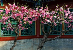 一窗桃花红，半部红楼史--摄于荣国府曹雪芹书房前