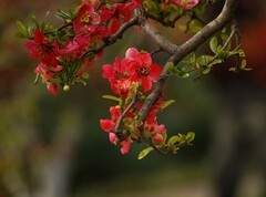 贴梗海棠（13）