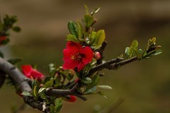 贴梗海棠（13）