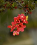 贴梗海棠（13）