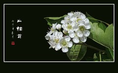 小蜜蜂迷恋山楂花